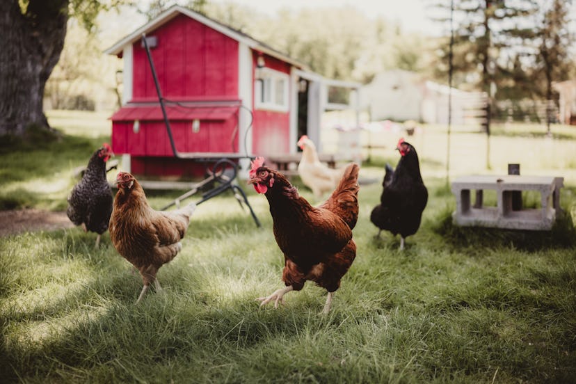 Chickens on a farm