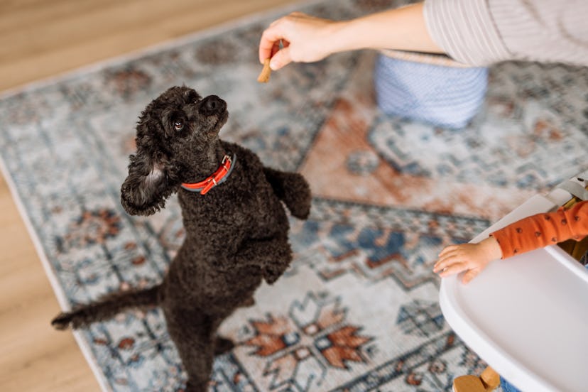 Pet owner feeds their black poodle dog