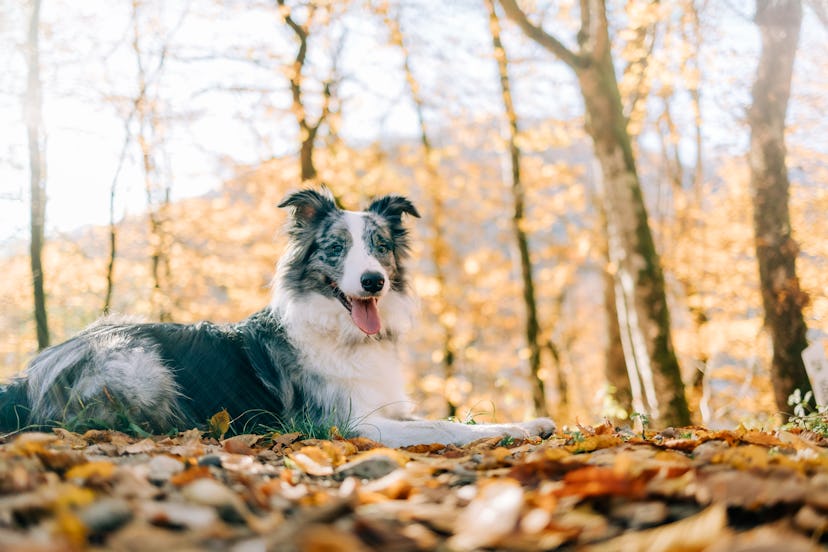 Border collie dog lying down in a forest