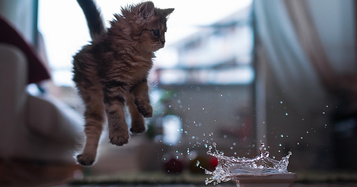 OK, Why Is My Cat *Splashing* His Water Around Before He Drinks It?
