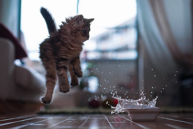 Kitten jumping at splashing bowl of water.