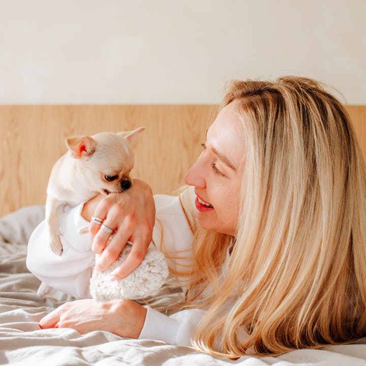 White chihuahua nibbling on its owner's hand, in a story answering the question, why does my dog nib...