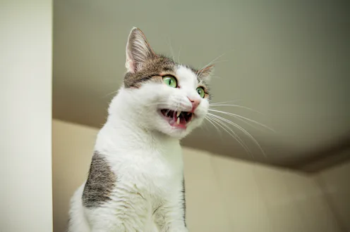 Close-up of a fluffy domestic cat, with a funny expression, meowing, low camera angle