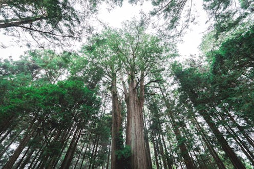 Foggy day in the forest, Alishan mountain, Taiwan