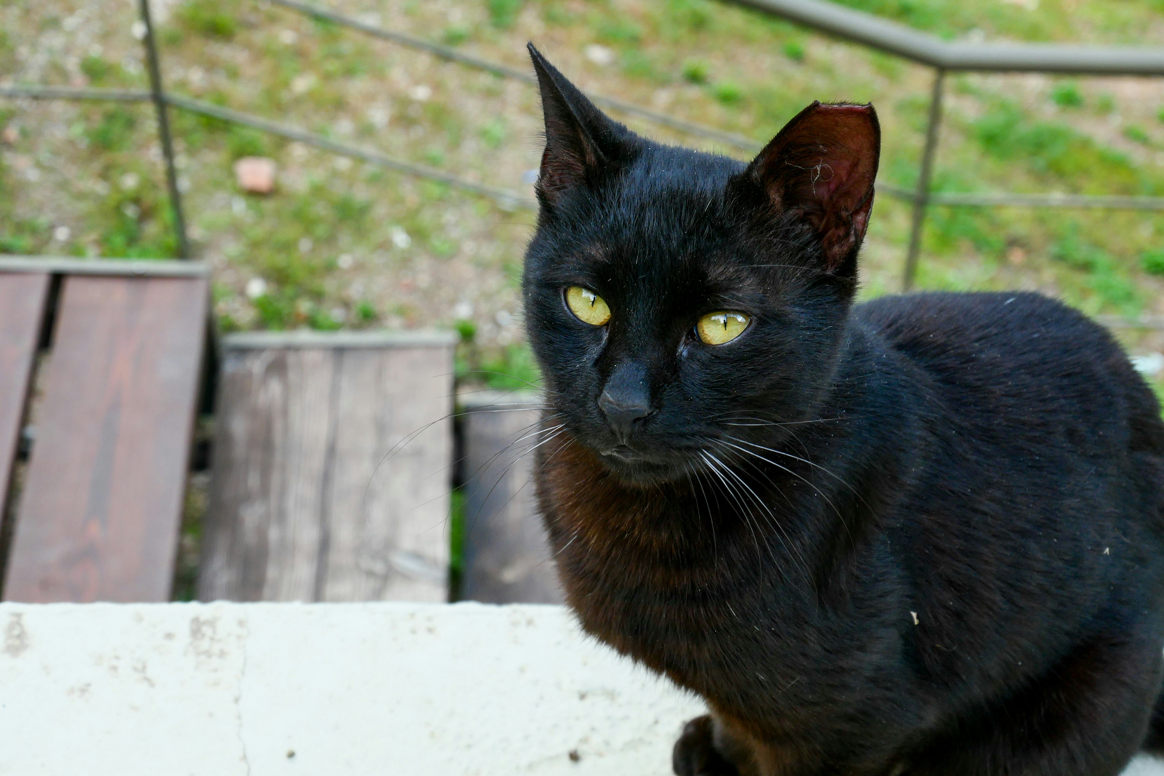Cute black cat names.