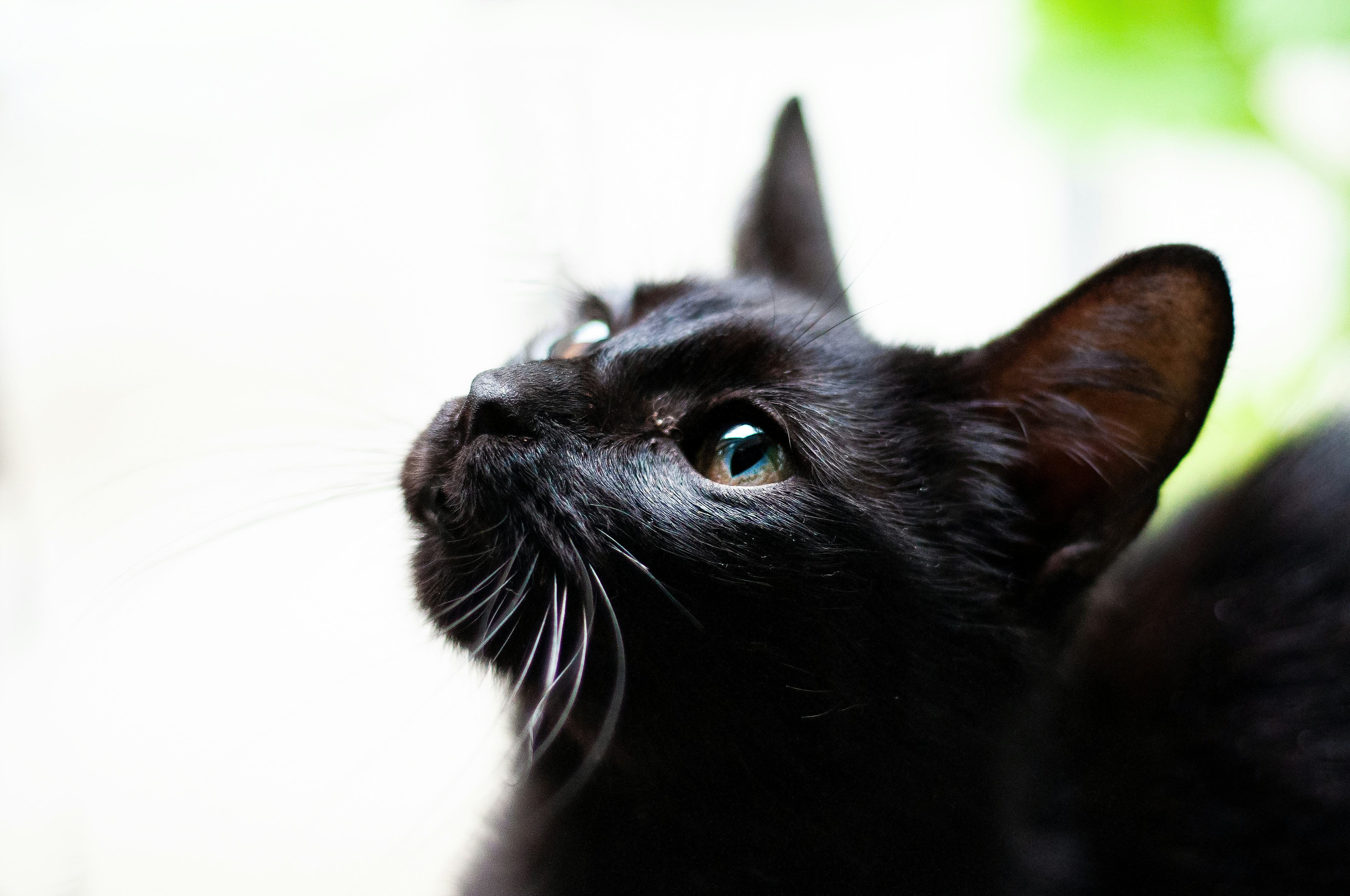 what to name a black cat