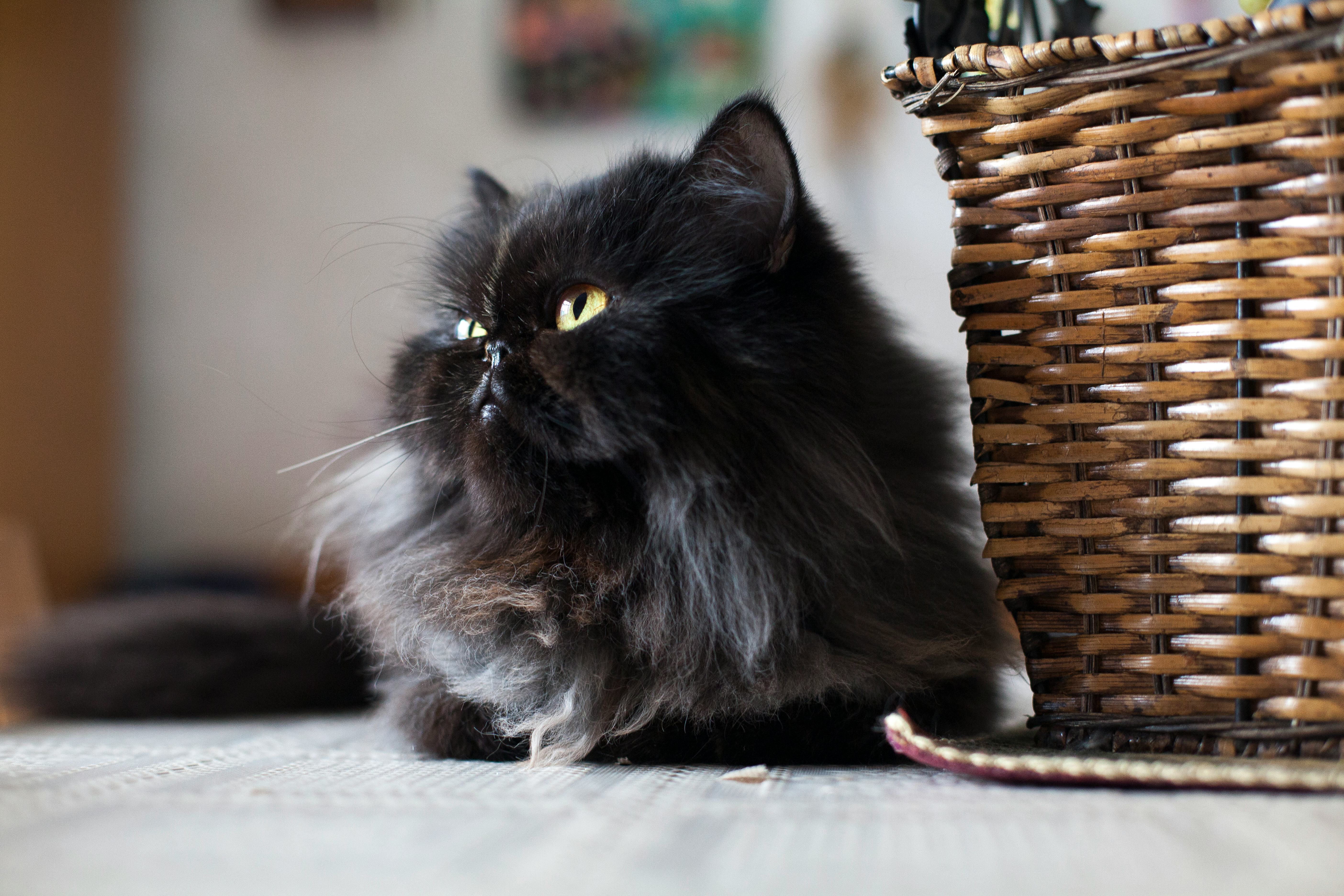 black cat name ideas