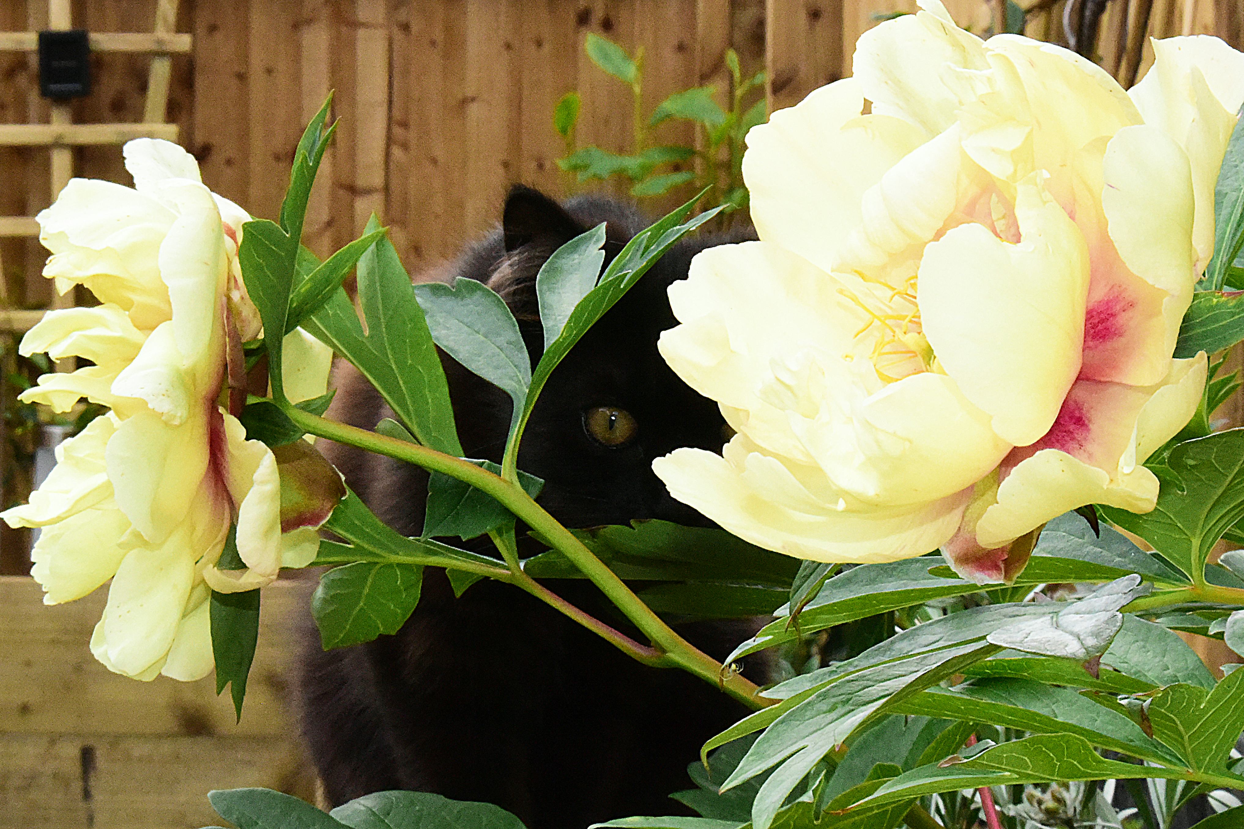 black cat name ideas