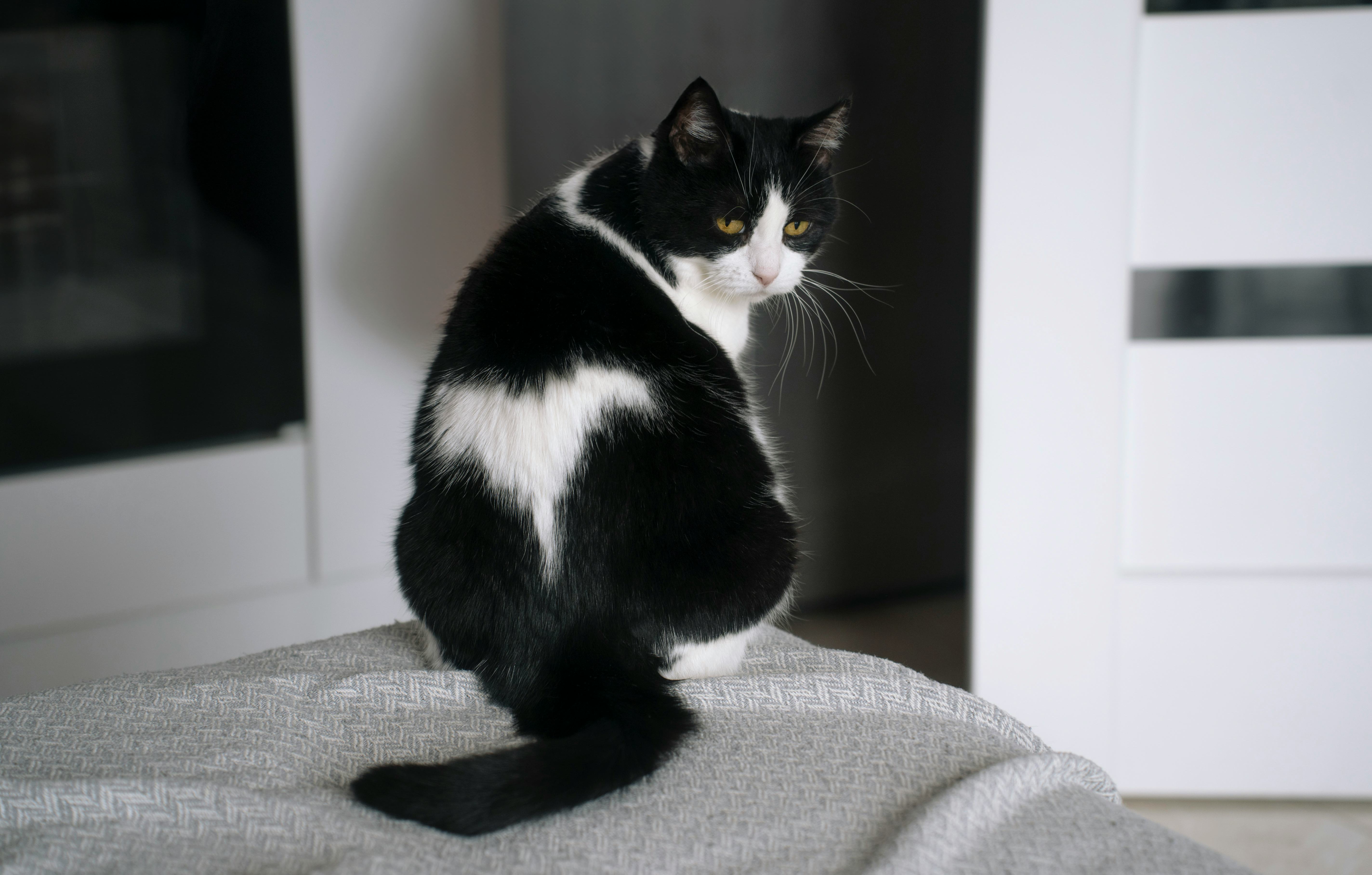 black cat name ideas