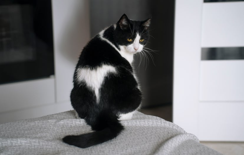 black cat name ideas