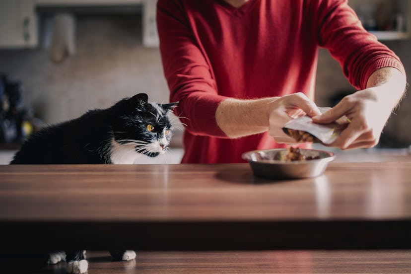 black cat name ideas