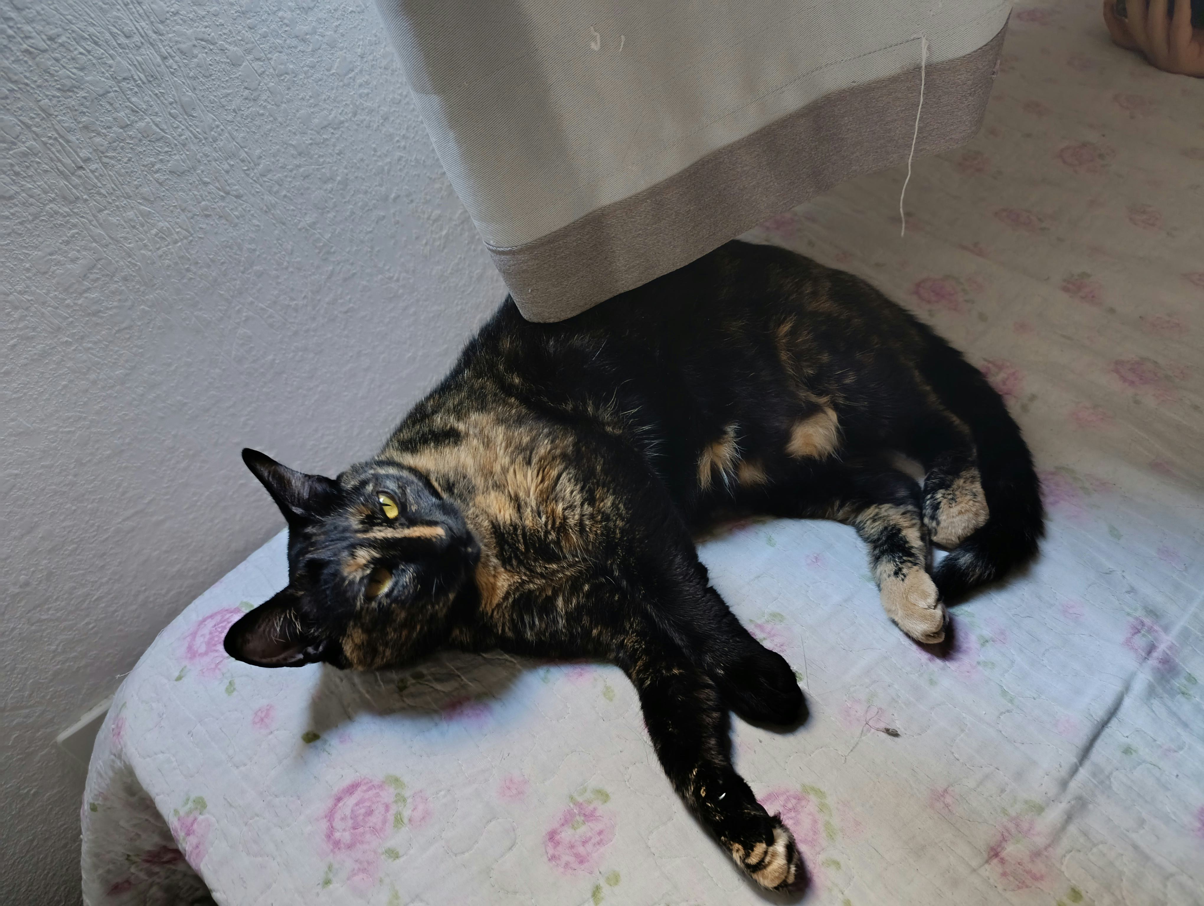 black cat name ideas