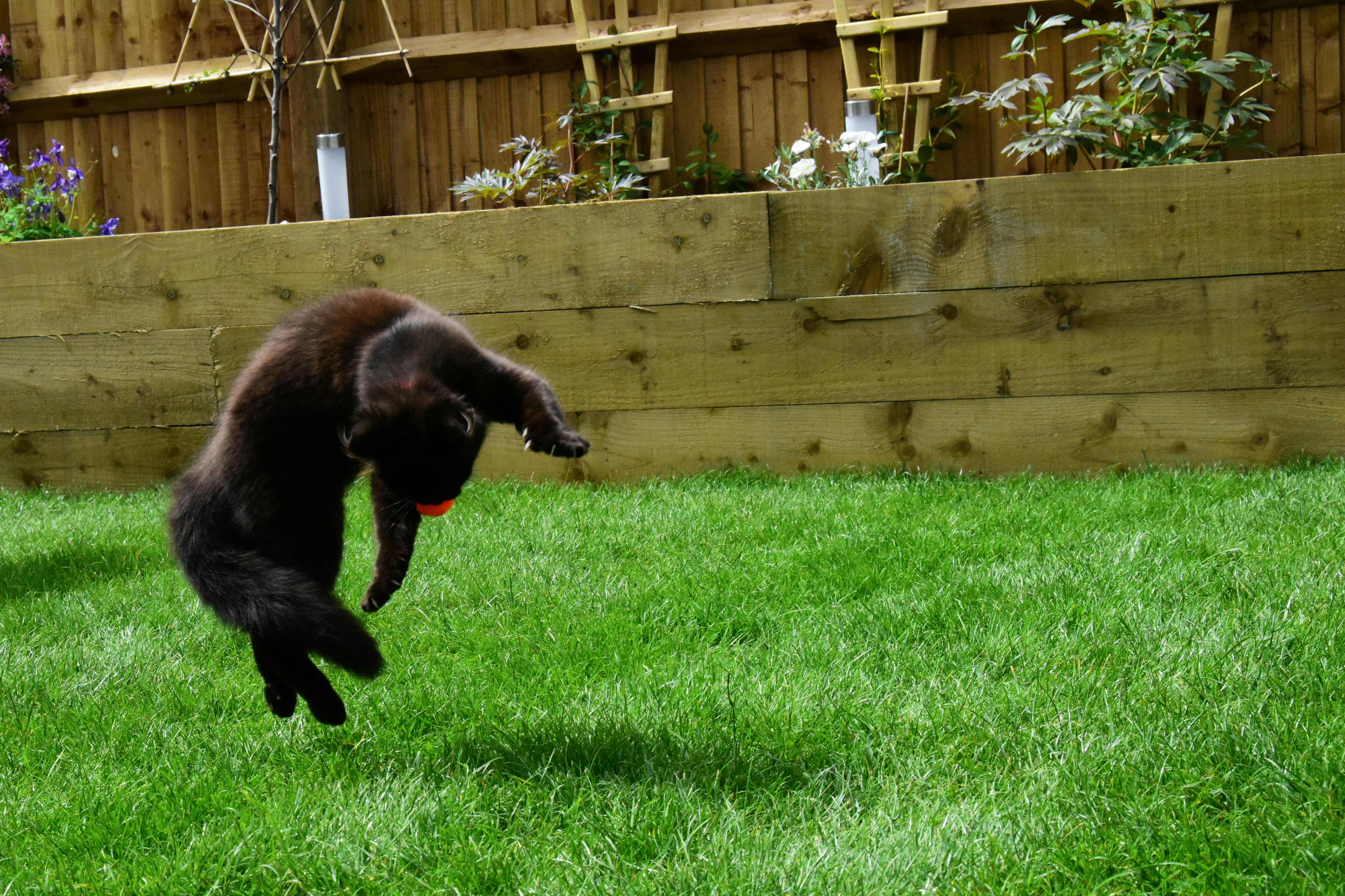 black cat name ideas