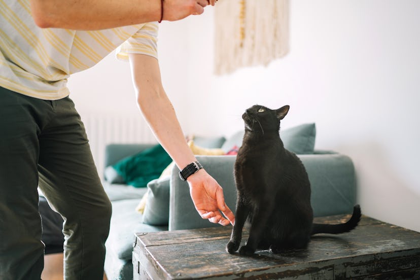 black cat name ideas