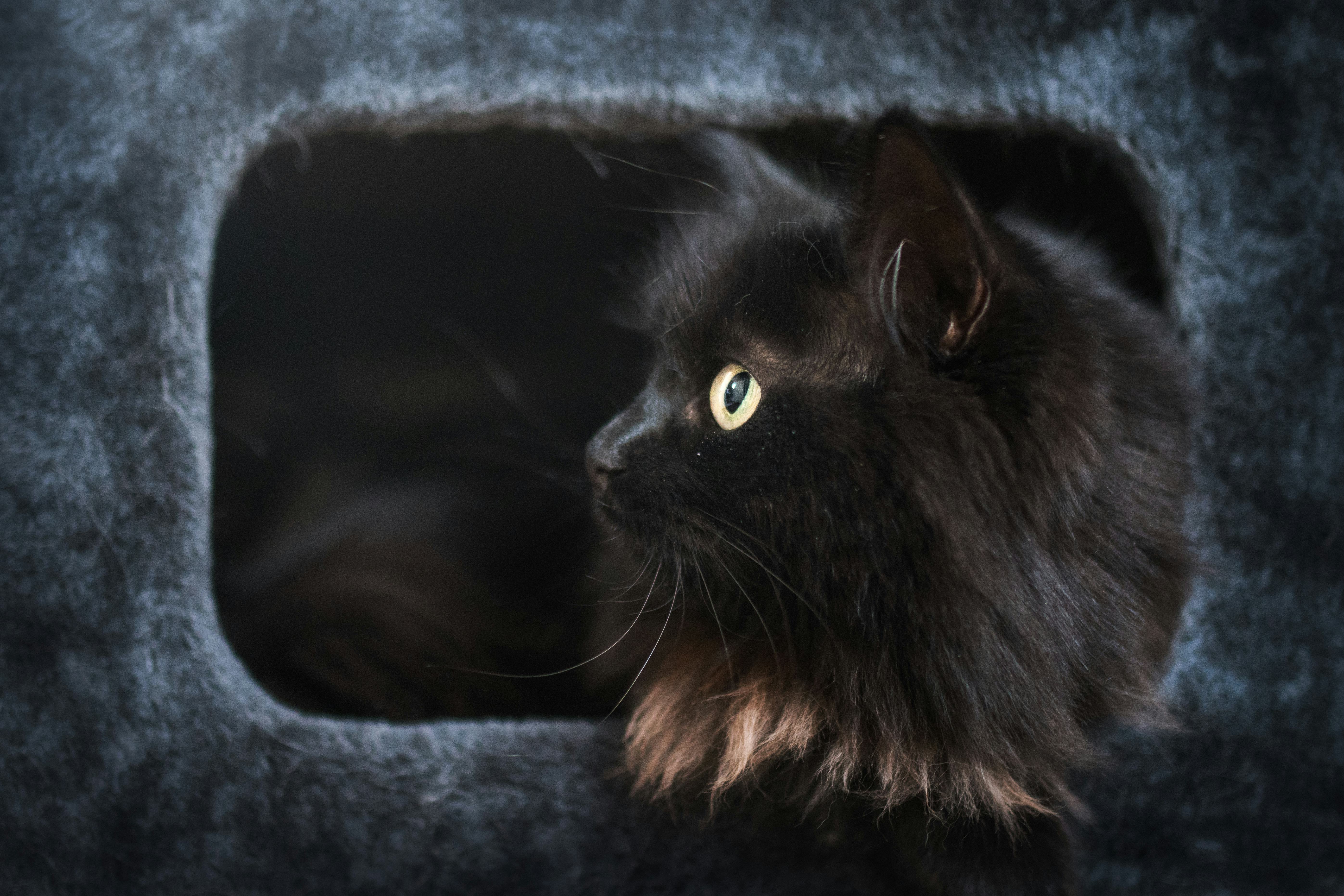 black cat name ideas