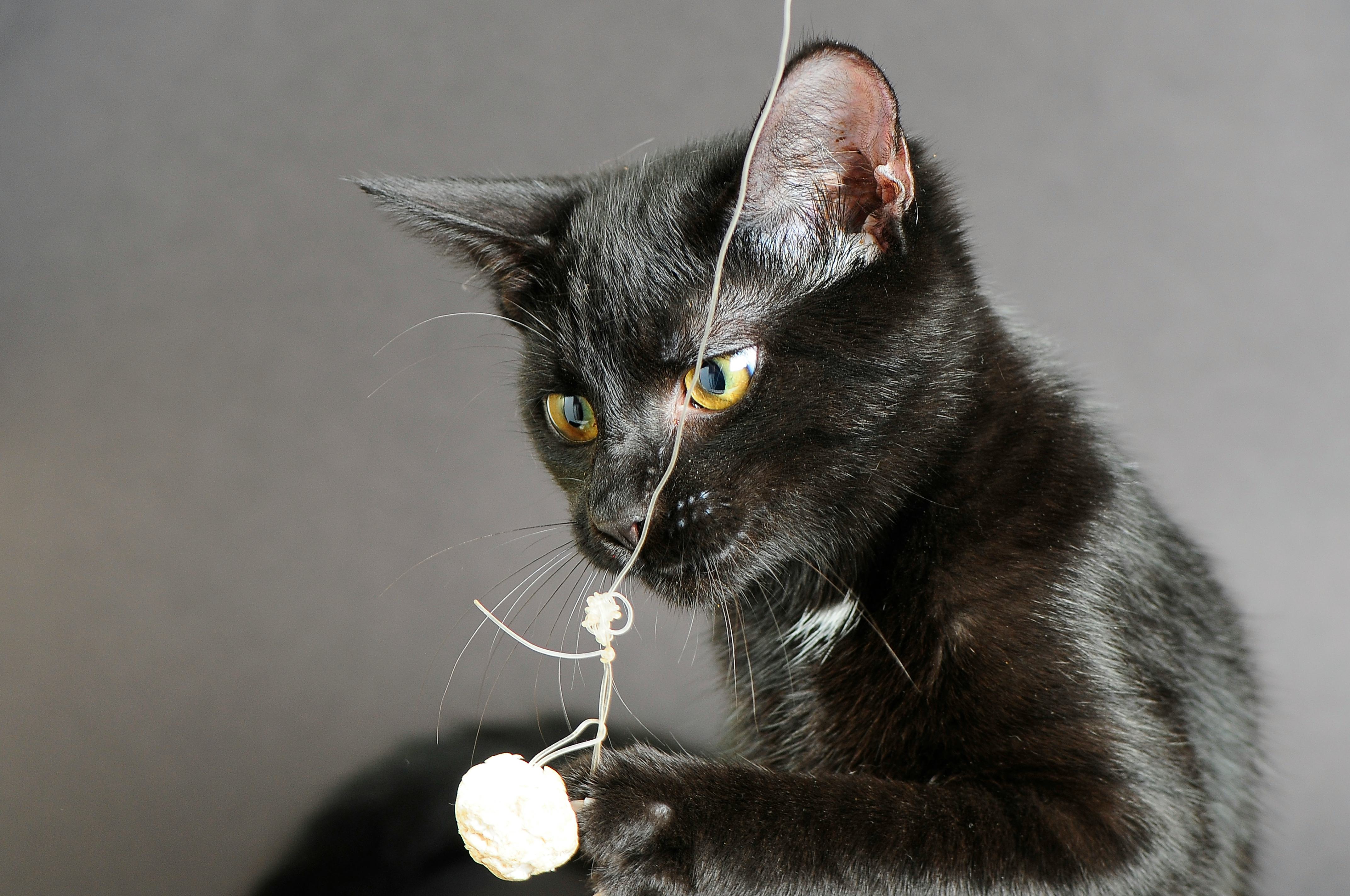 black cat name ideas