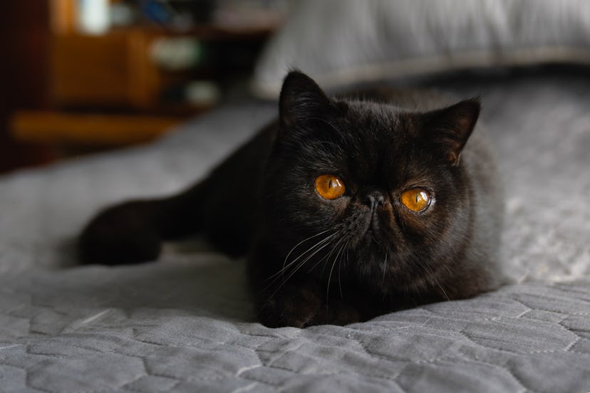 Black cat name ideas