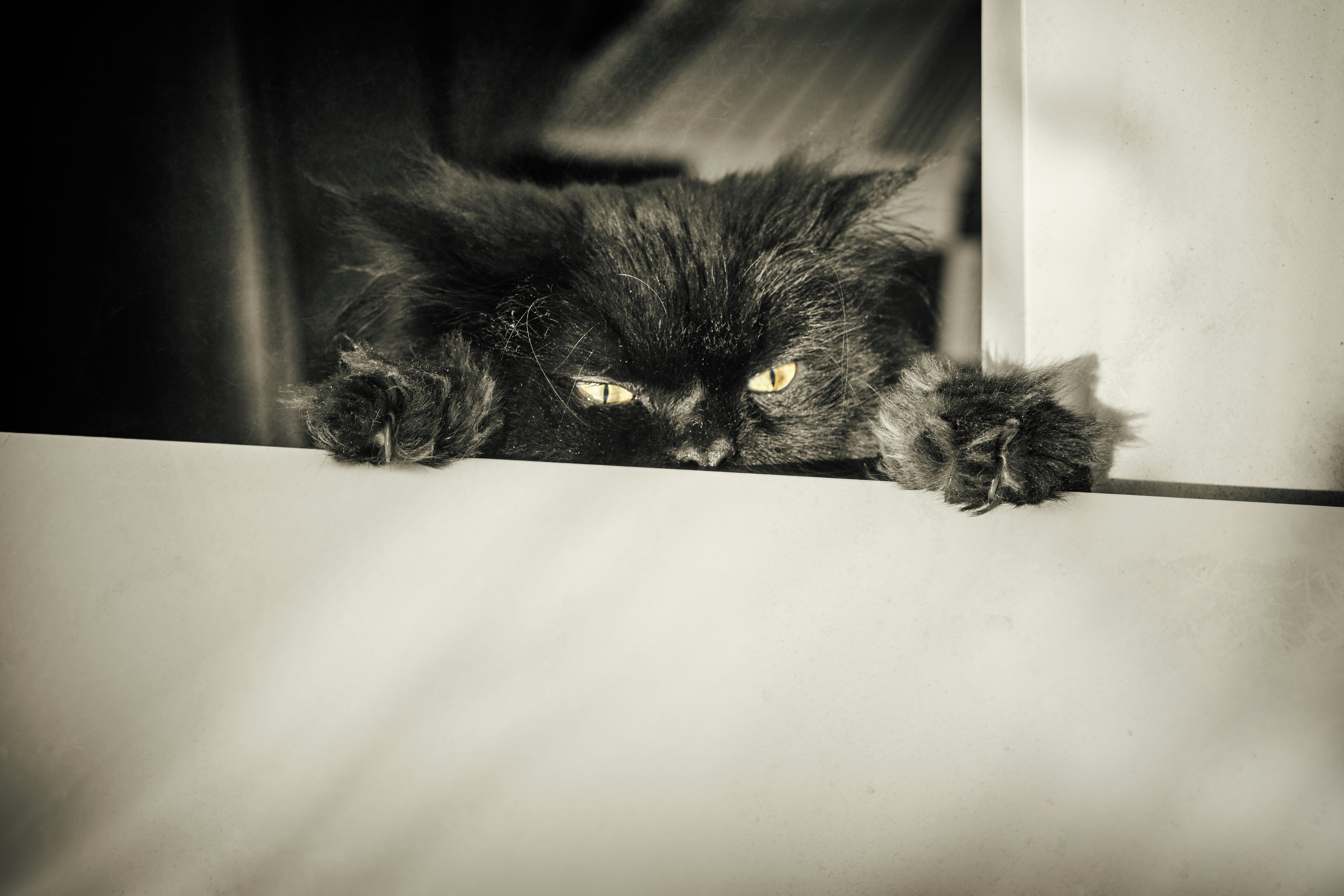 Black cat name ideas