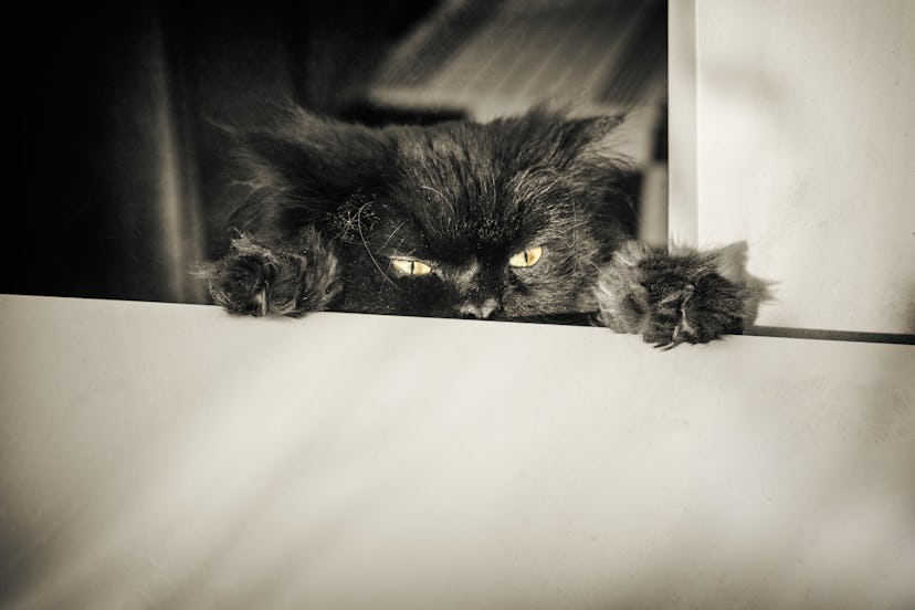 Black cat name ideas