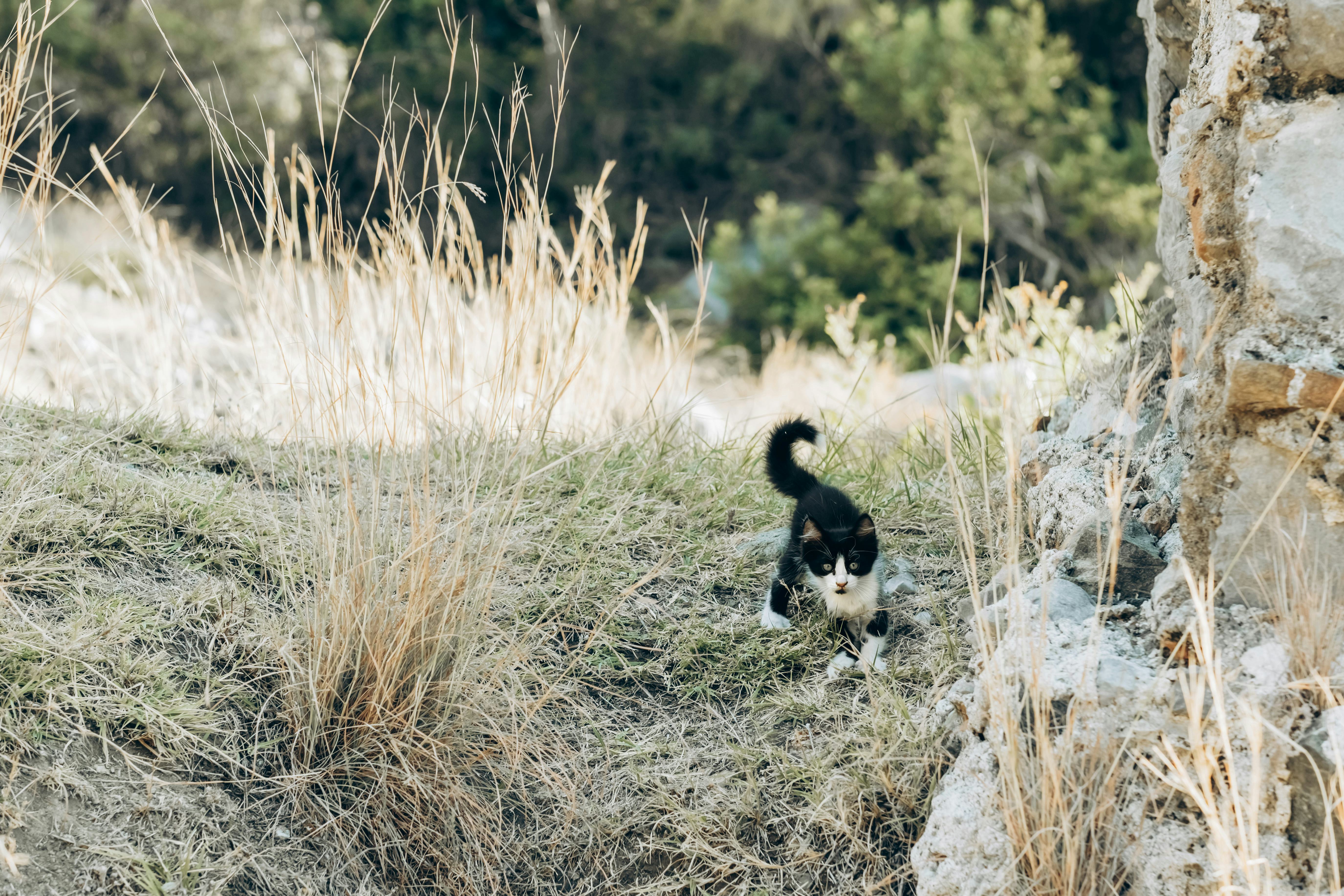 black cat name ideas