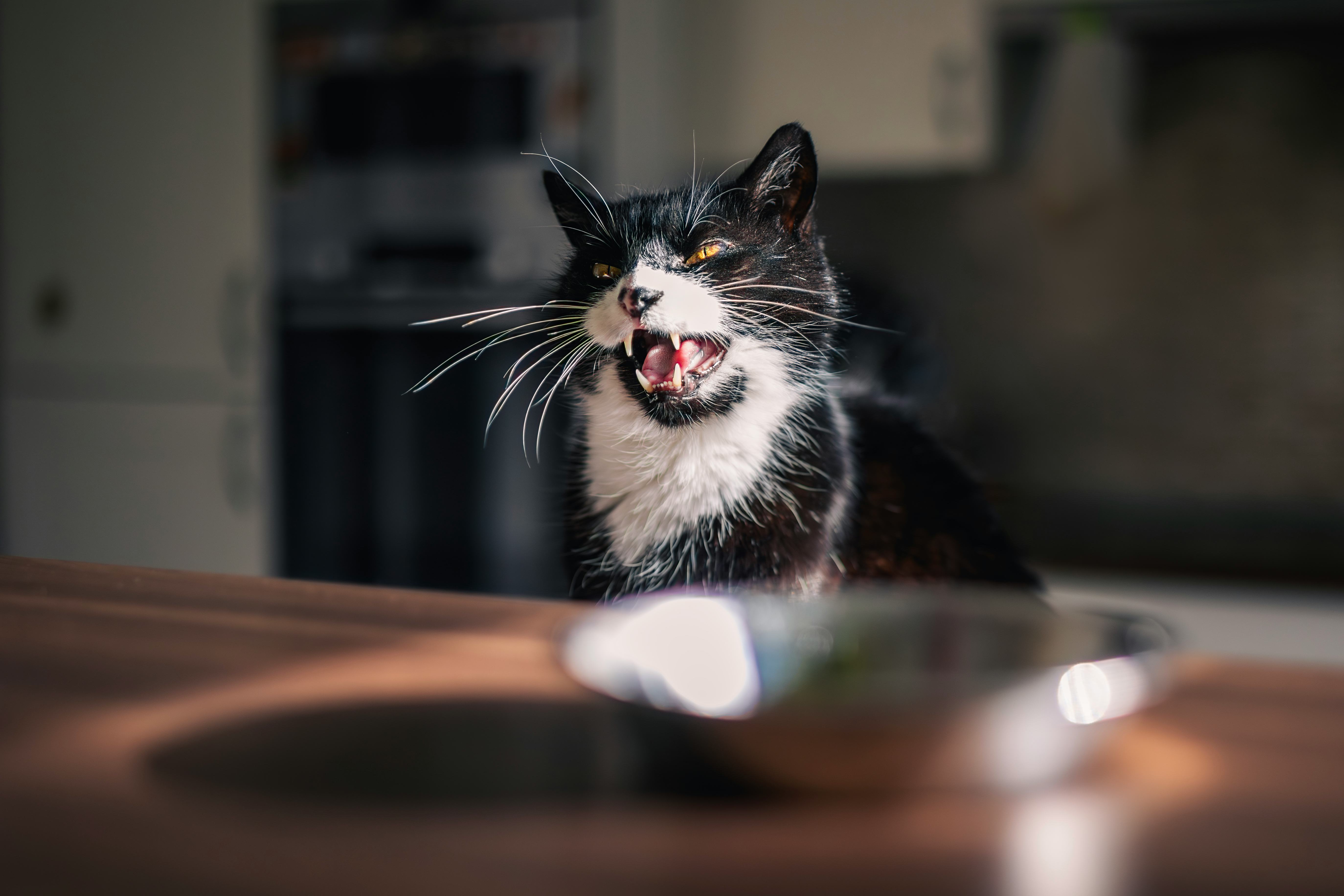 black cat name ideas