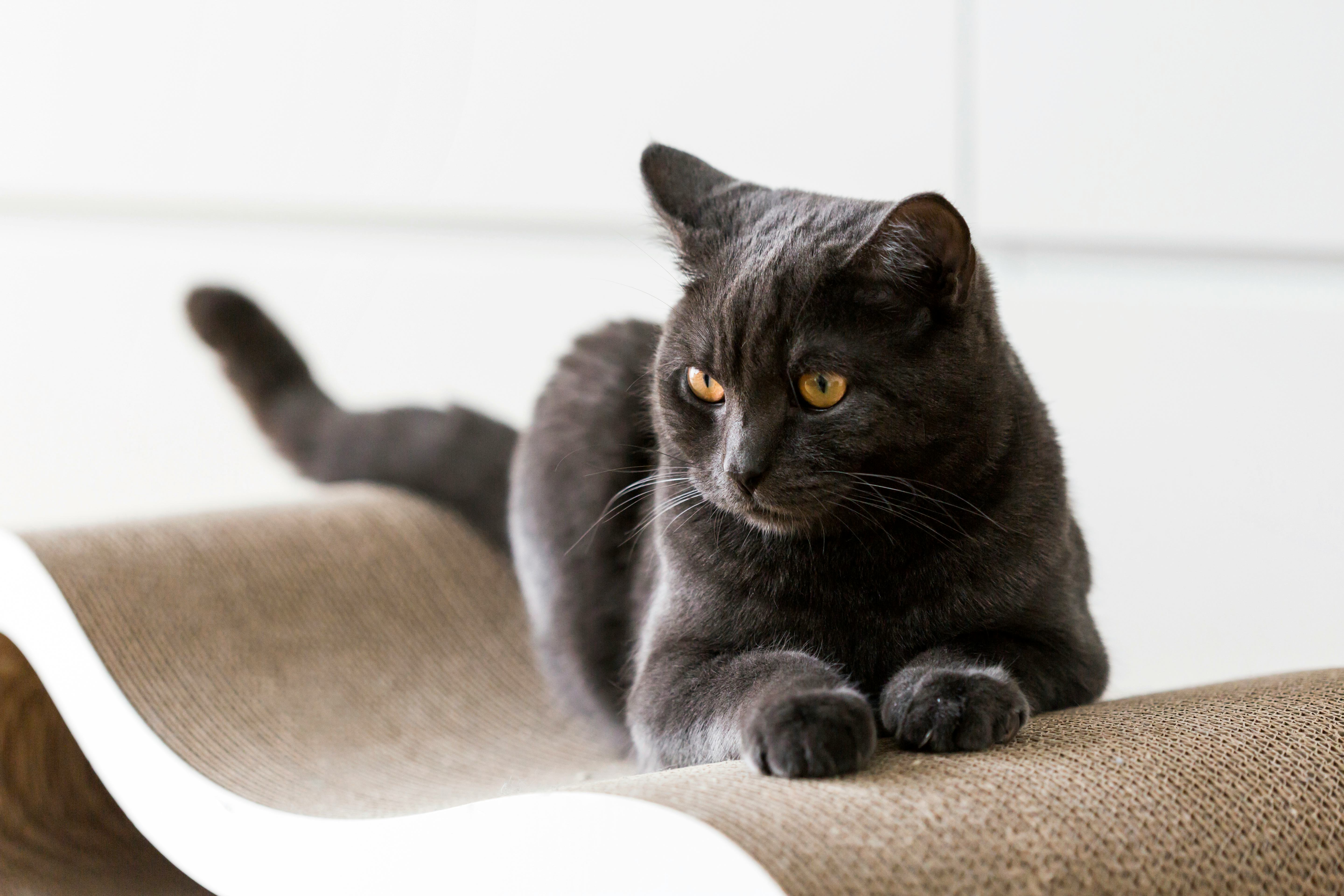 black cat name ideas