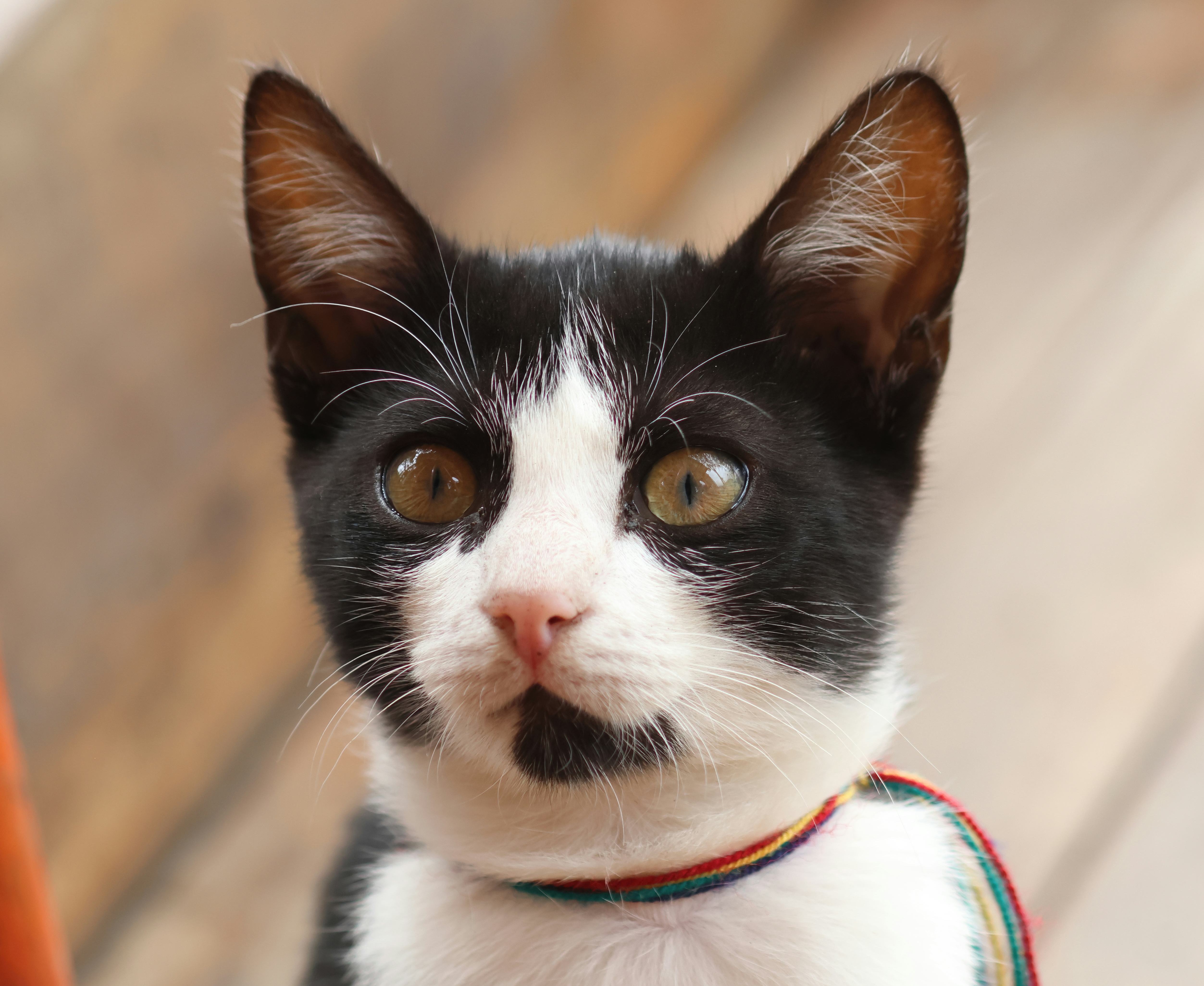 black cat name ideas