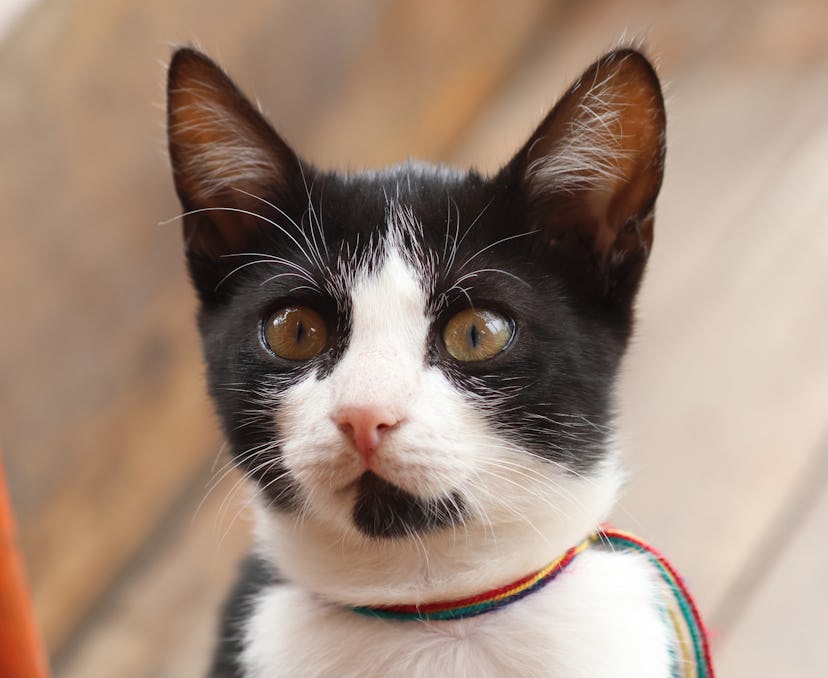 black cat name ideas