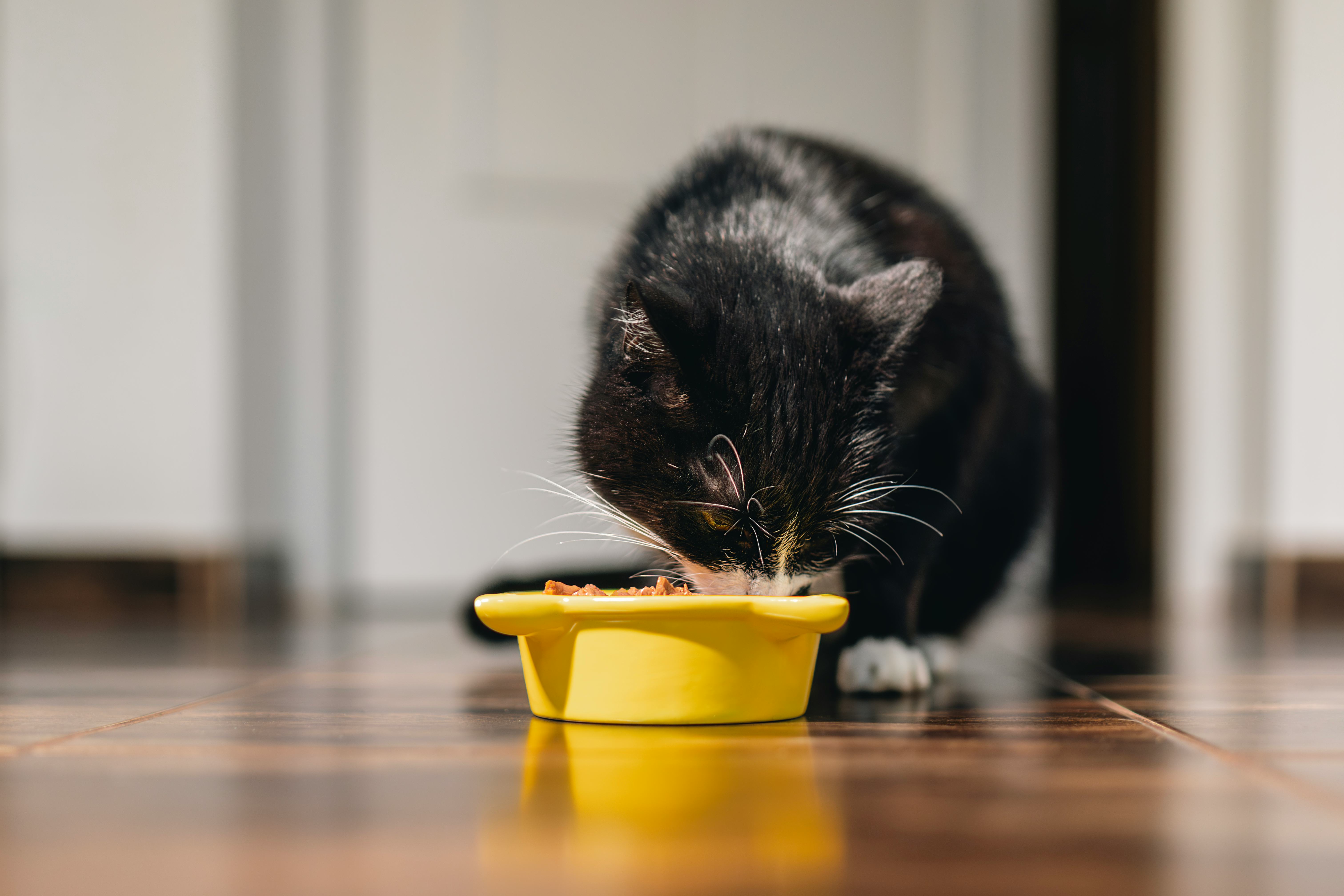 Black cat name ideas