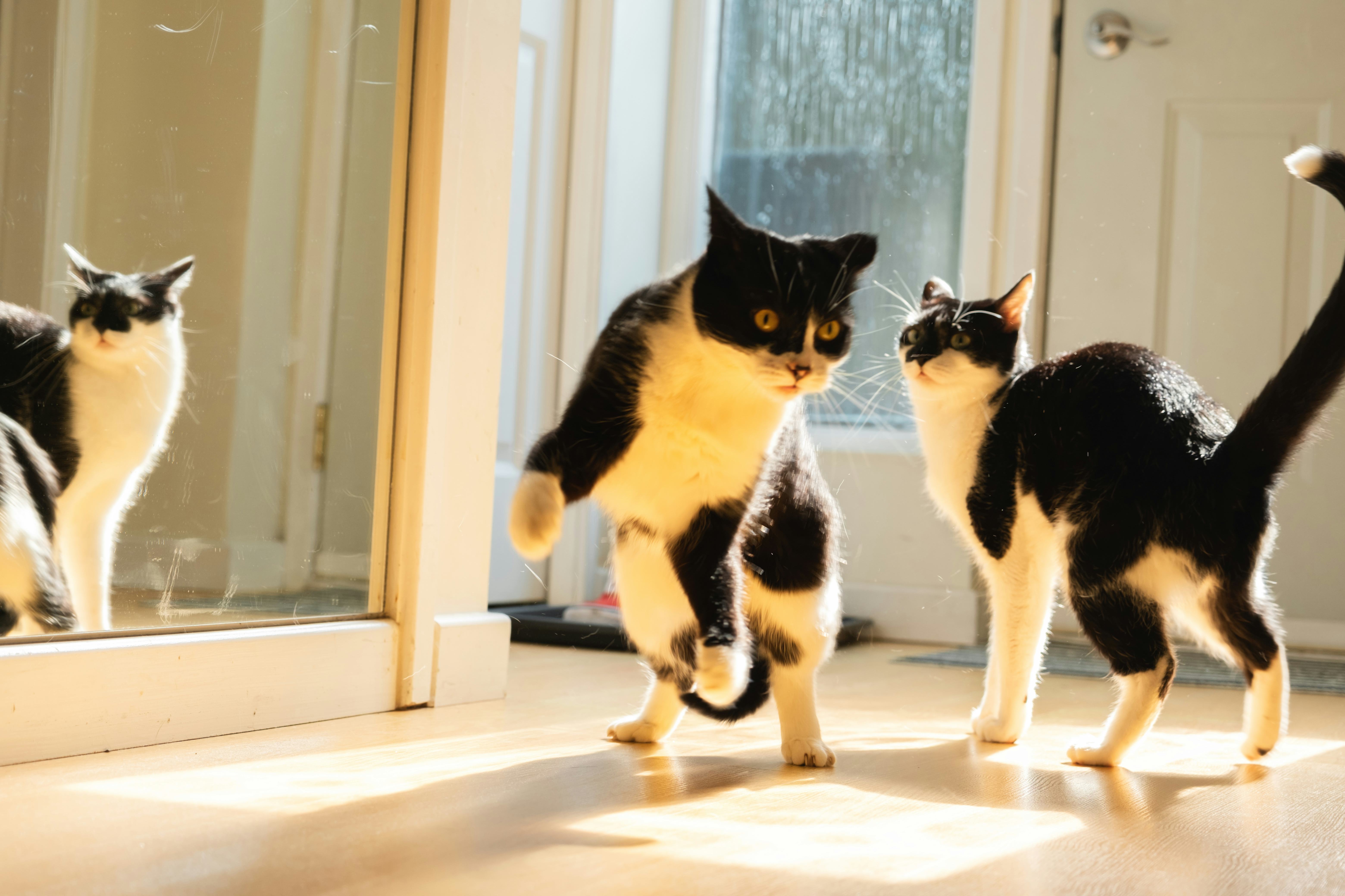 black cat name ideas