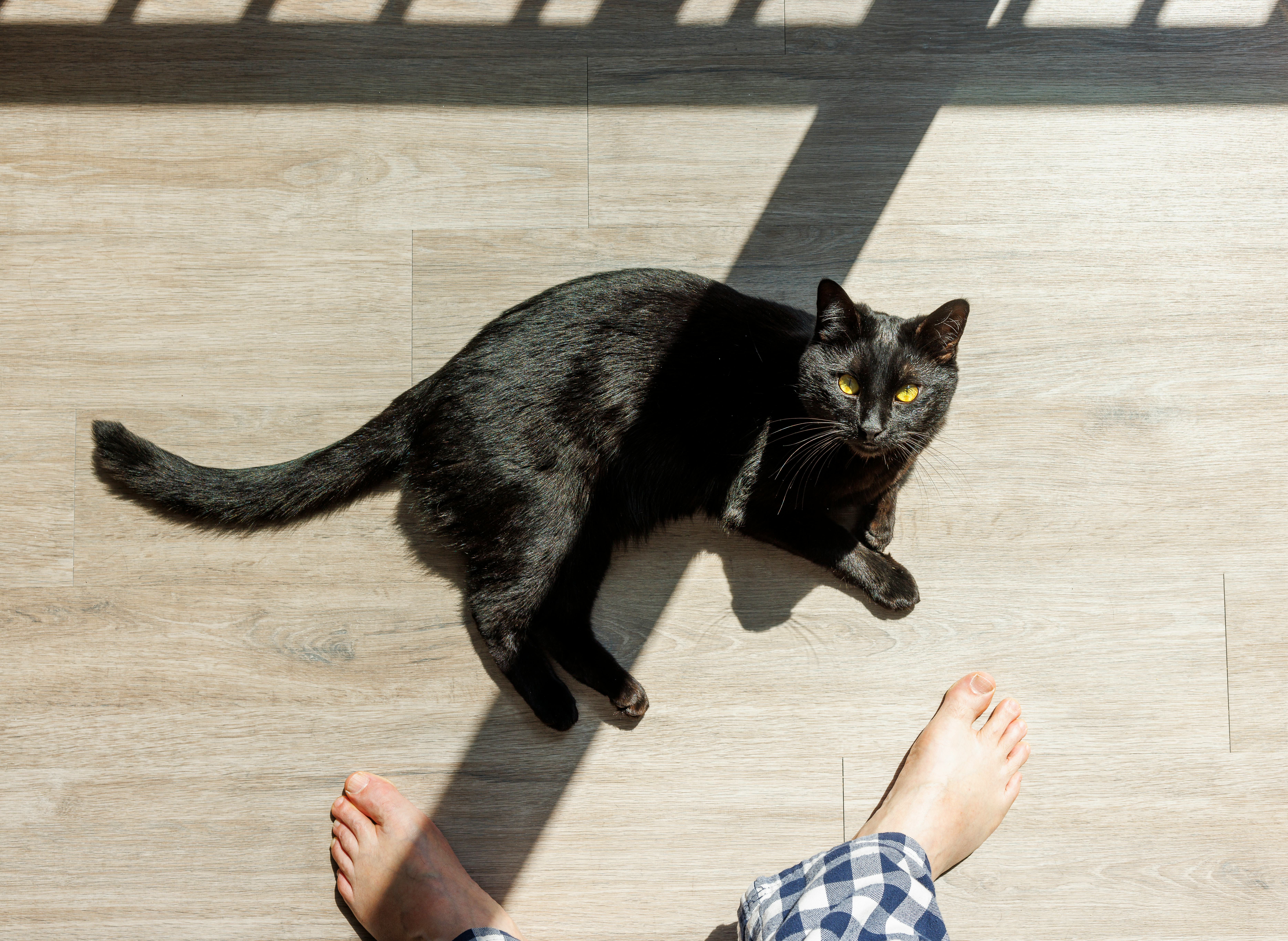 black cat name ideas