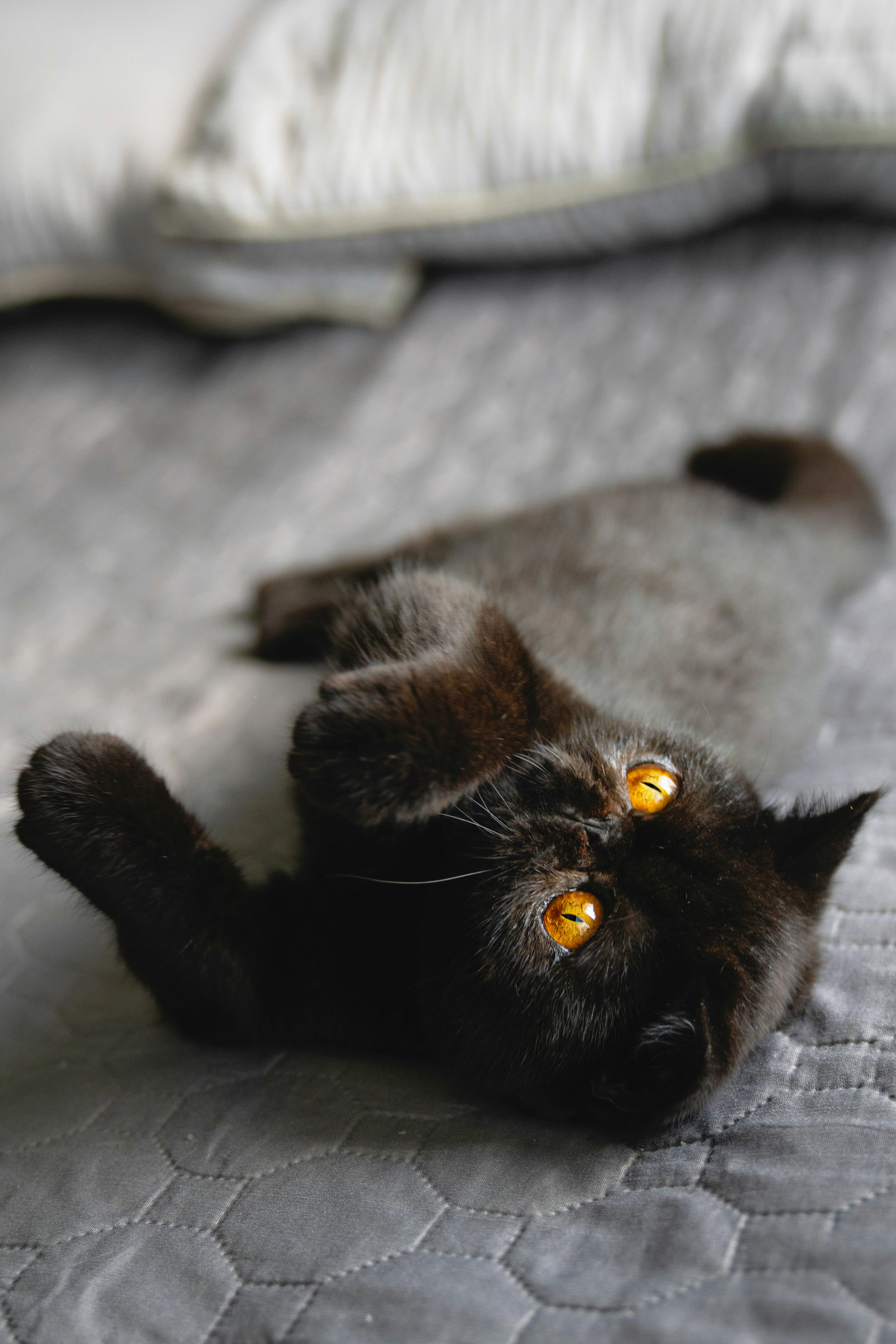 black cat name ideas