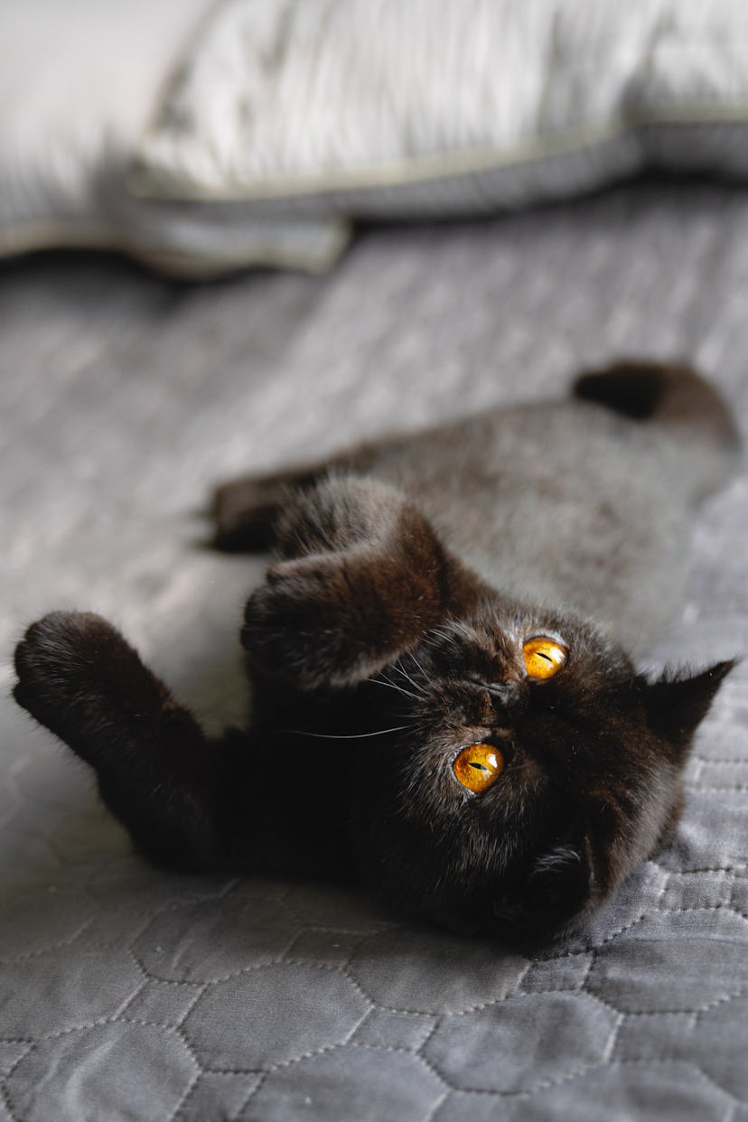 black cat name ideas