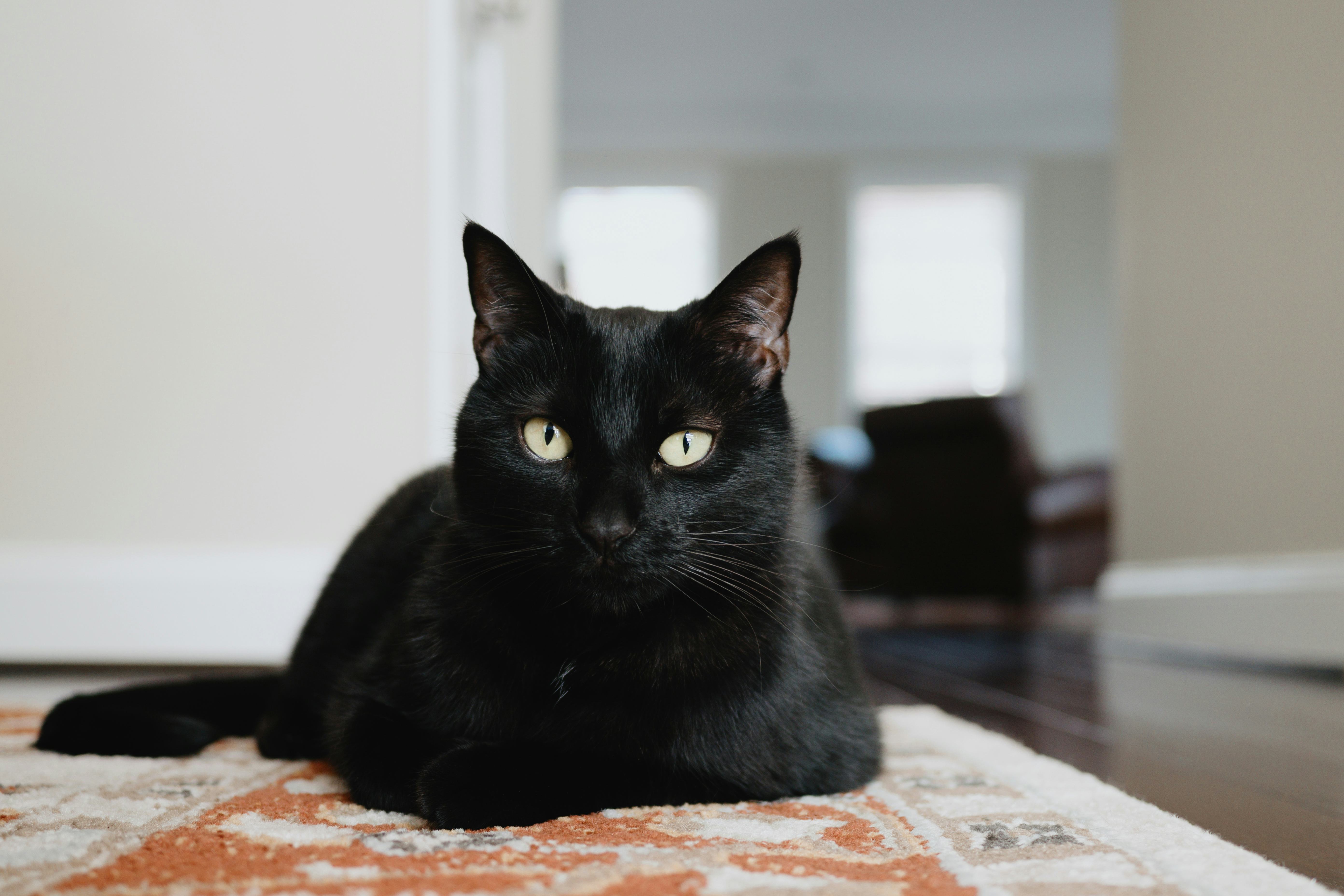 Black cat name ideas.