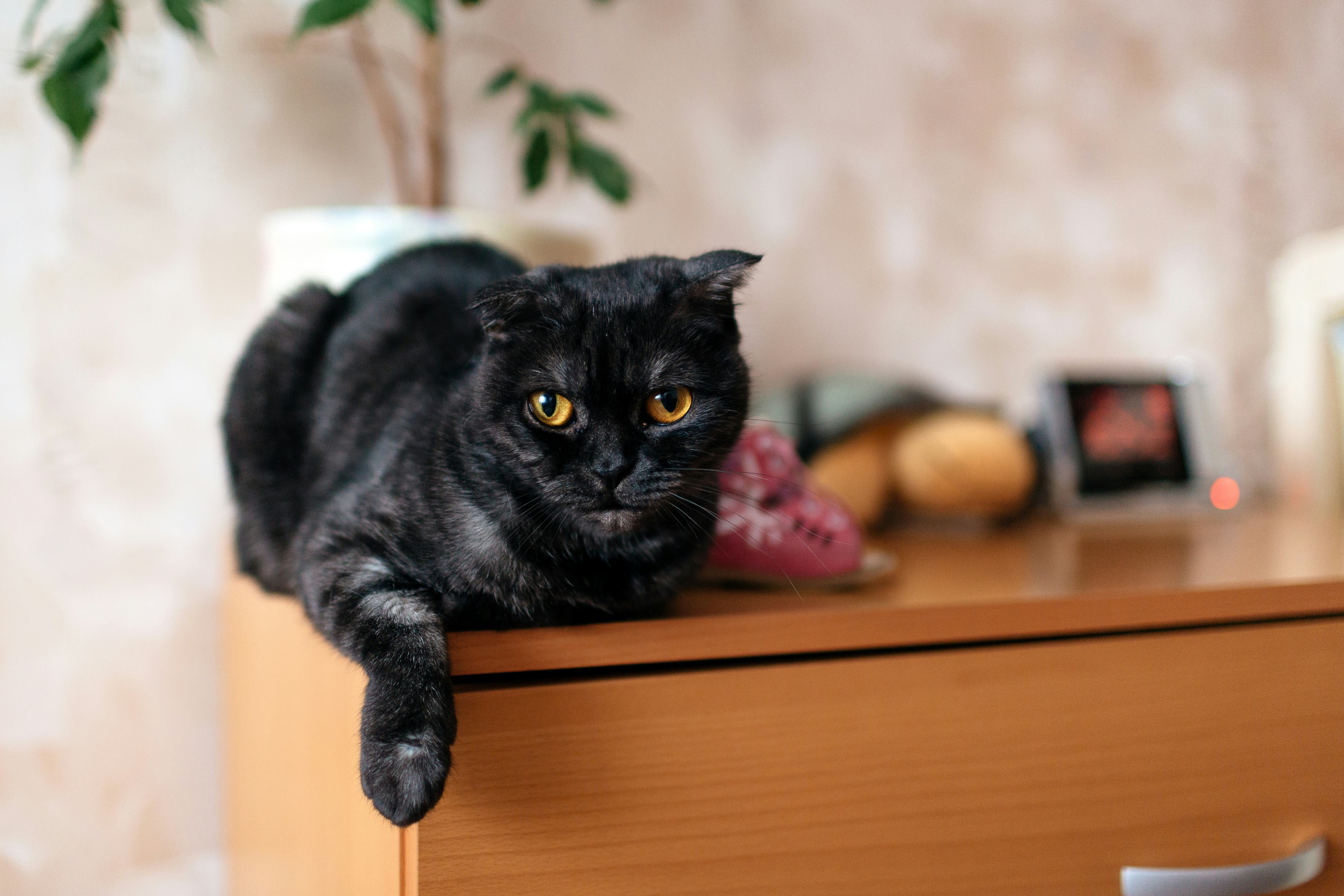 black cat name ideas