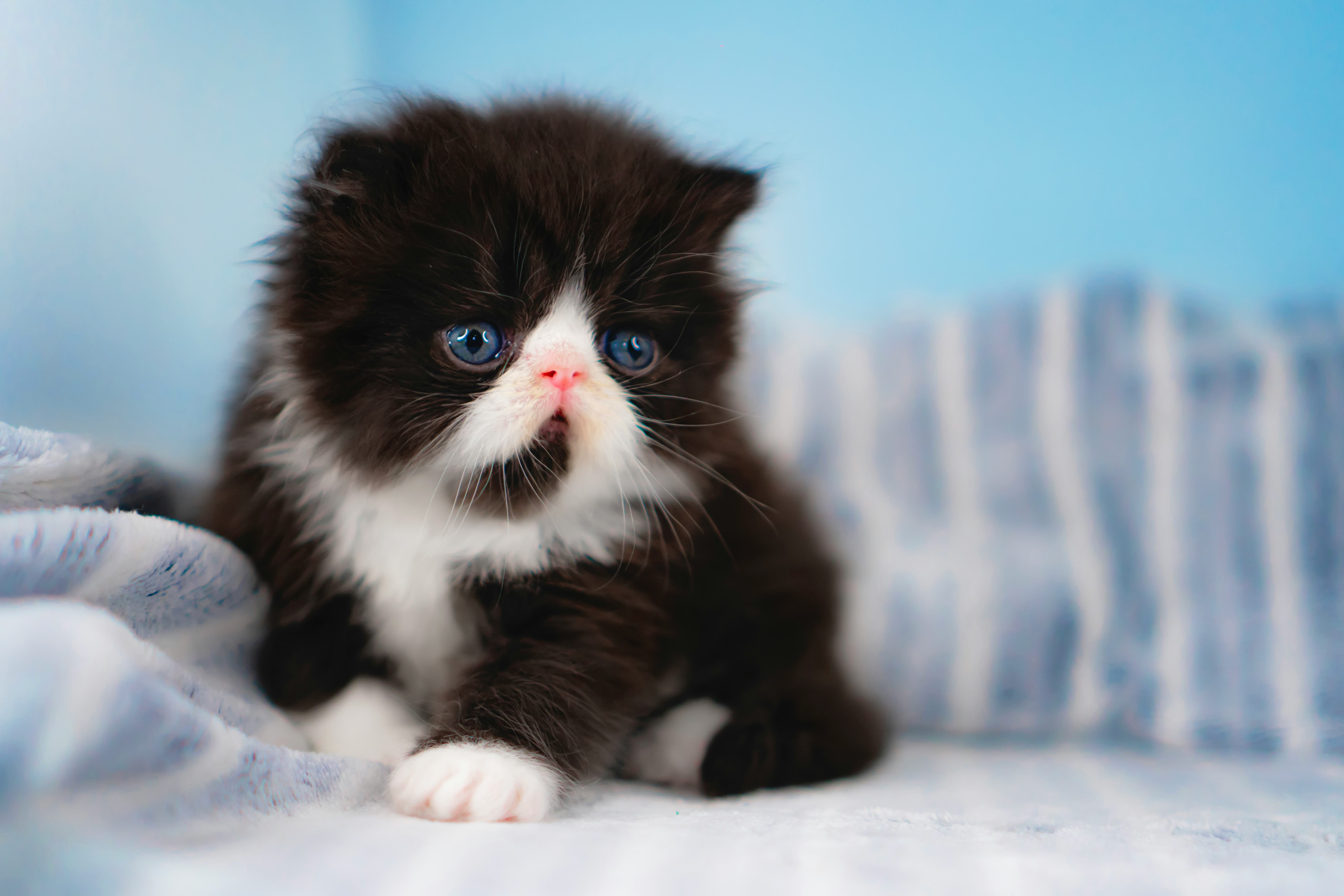 black cat name ideas