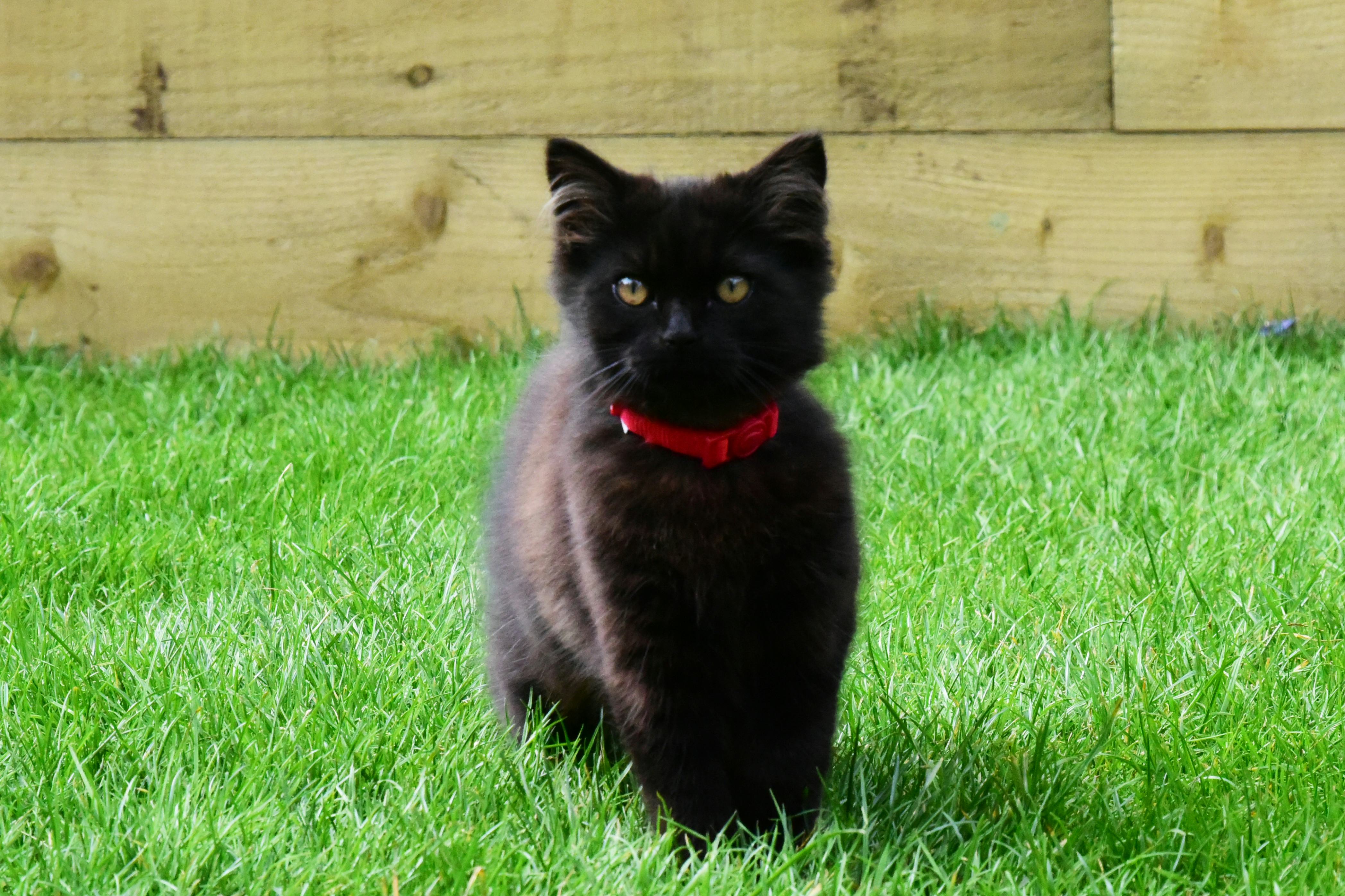 black cat name ideas