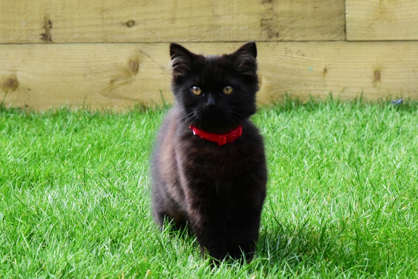 black cat name ideas