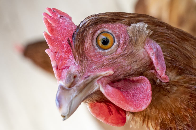 a close up of A close-up of the head of a brown chicken at an egg farm. Photographer: David Paul Morris/Bloomberg