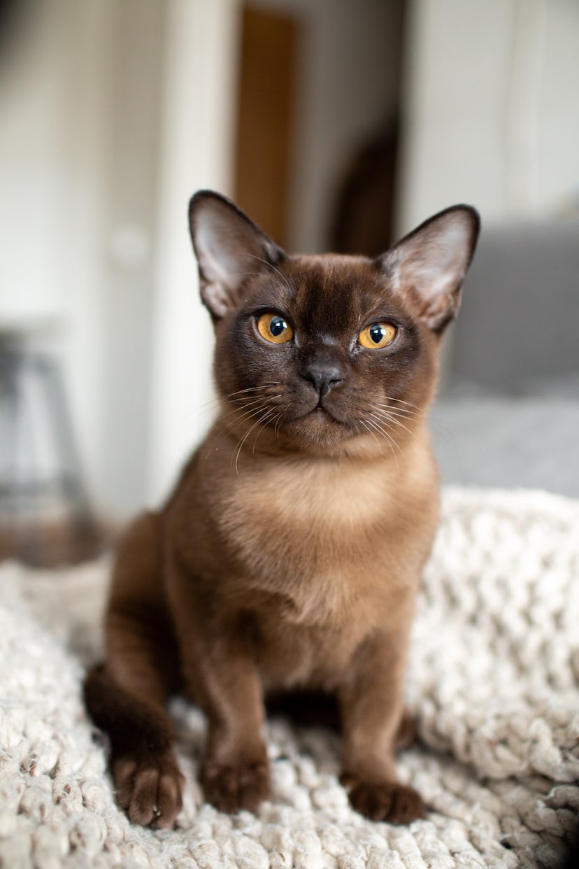 brown cat name ideas