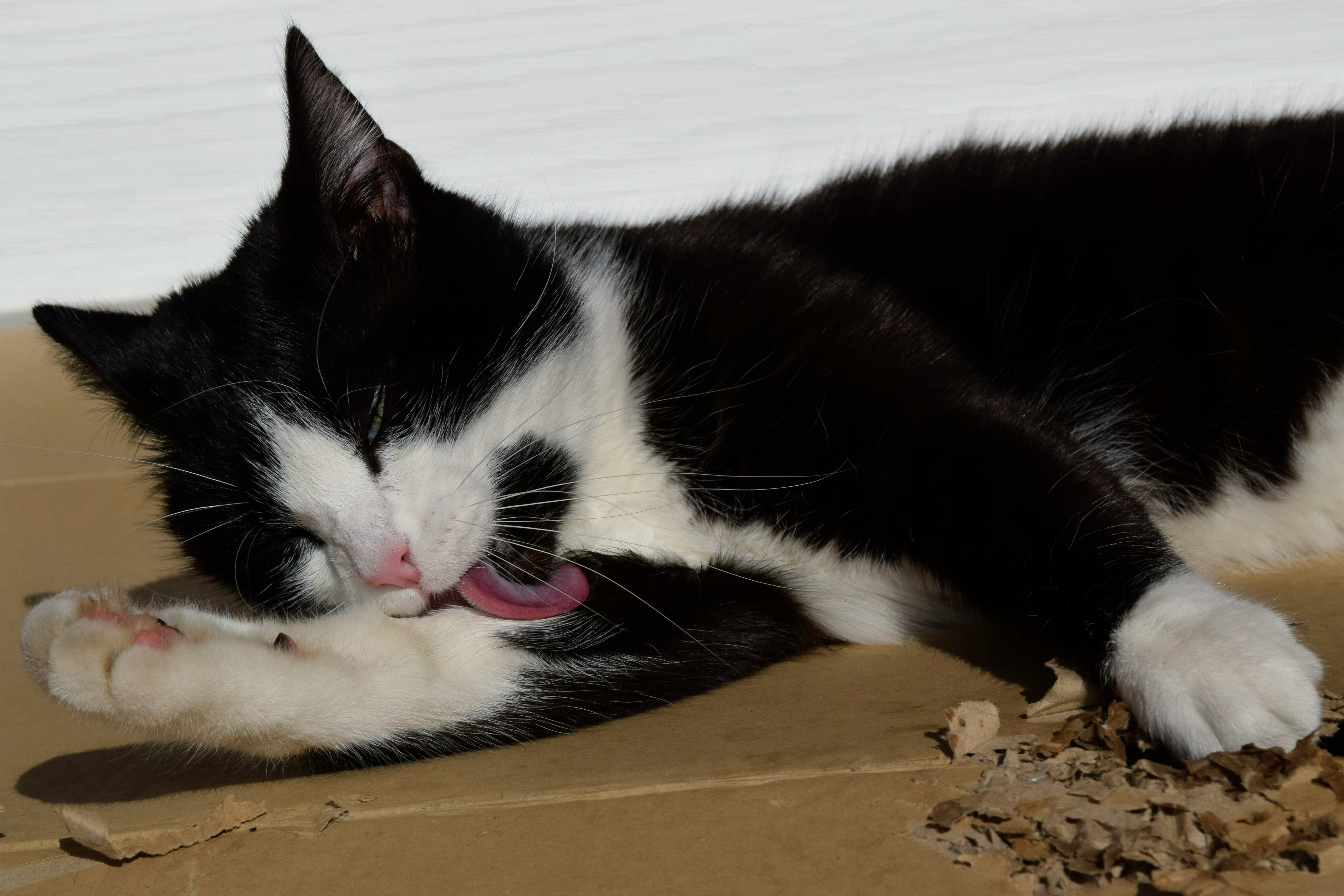 tuxedo cat name ideas