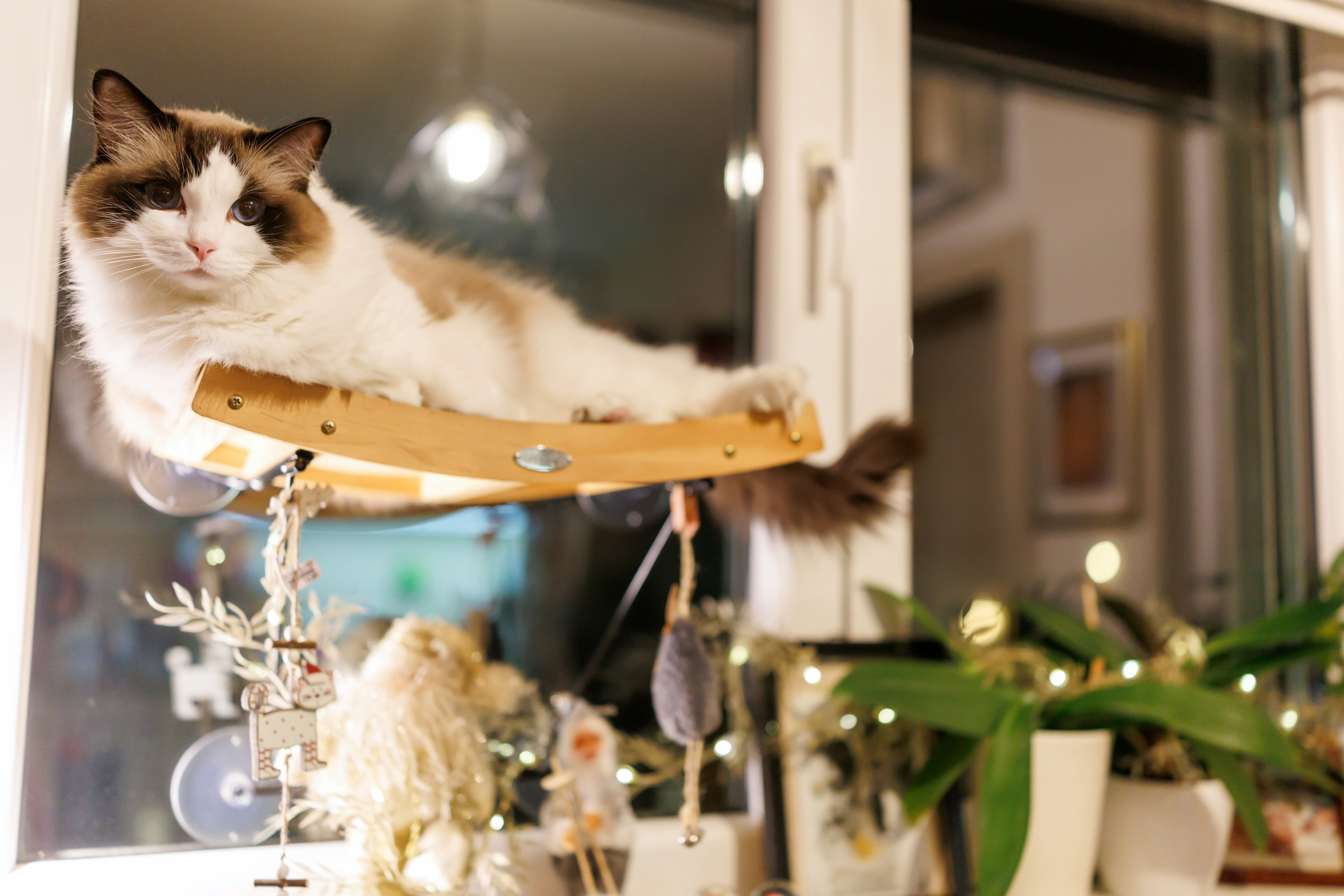 ragdoll cat name ideas