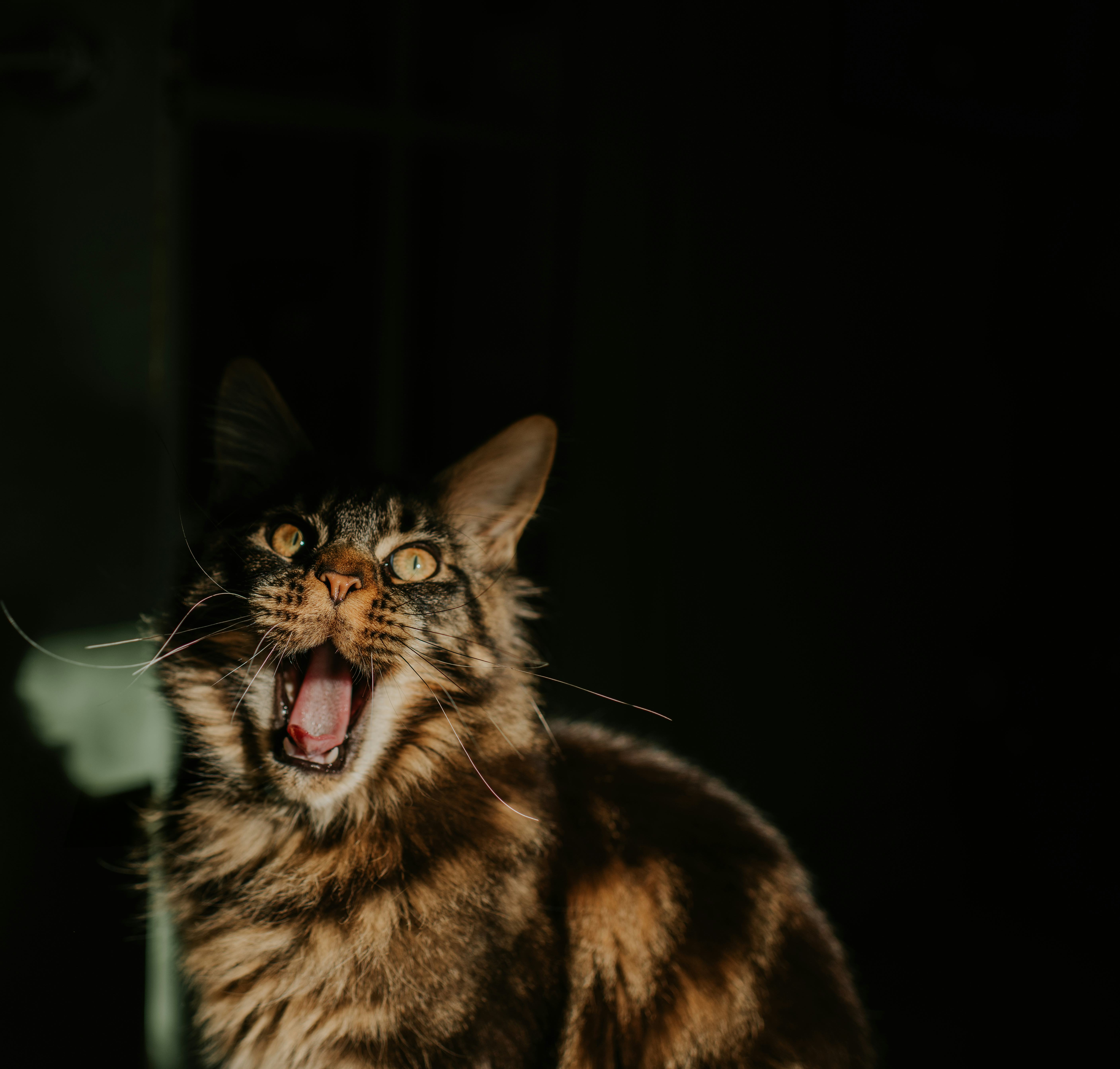 maine coon cat name ideas