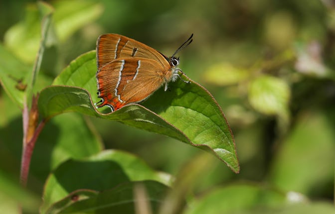 A rare newly emerged Brown Hairstreak Butterfly, Thecla betulae, resting on a leaf.