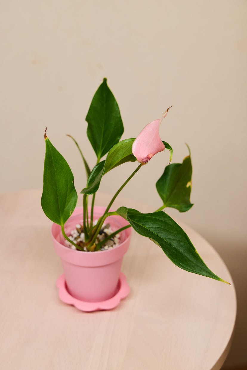 April 12 full moon manifestations