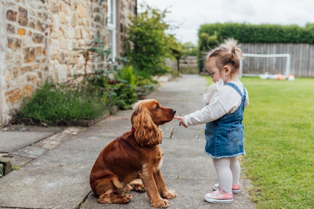 A side view shot of a young toddler girl making friends with a cocker spaniel in a garden.
