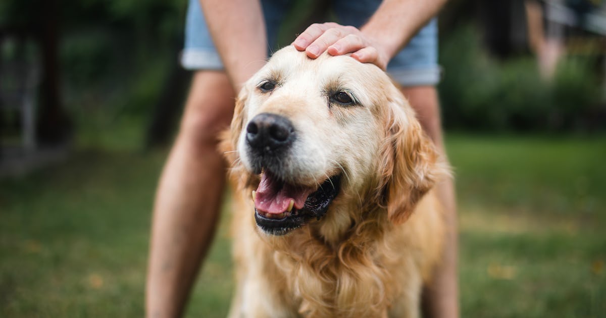Can Dogs Get Seasonal Allergies? Yep & Cats Can Too