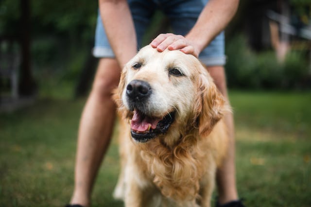 Man stroking his old dog. Contented golden retriever enjoying time on back yard with his pet owner.
