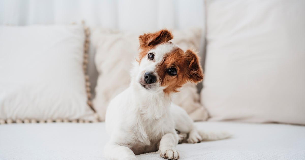 Does Your Dog Or Cat Actually Know Their Name? Kind Of, Vets Say
