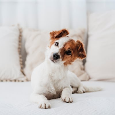 Does Your Dog Or Cat Actually Know Their Name? Kind Of, Vets Say